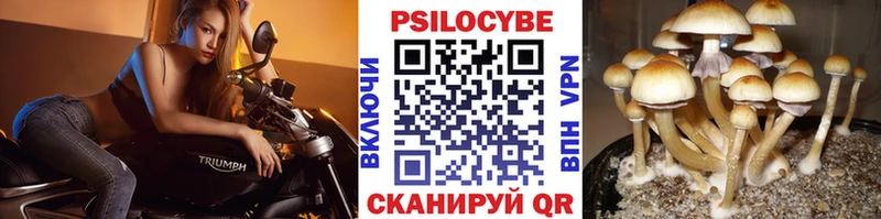 Псилоцибиновые грибы Psilocybe Жирновск